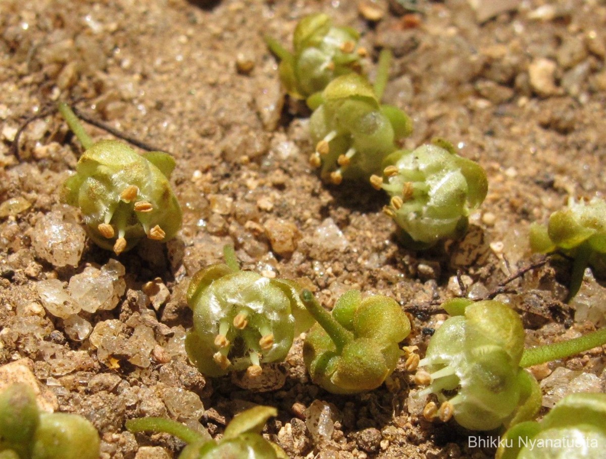 Hydnocarpus venenatus Gaertn.